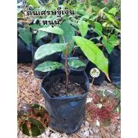 ราคา ต้นเศรษฐีเงินหนุน เศรษฐีเงินหนุน (28620253176)