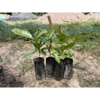 ราคา ต้นชะมวงขายเป็นชุด 3 ถุง 100 บาท (11807267435)