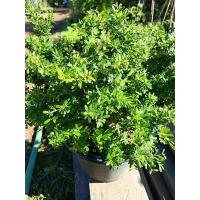 ราคา ต้นหลินซาน ม่วงเจริญใบจิ๋ว (6963232489)