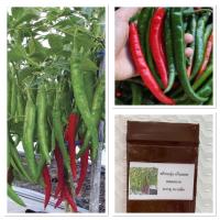 ราคา เมล็ด พริกหนุ่ม กรีนฮอท Hot Pepper Green Hot บรรจุ 30 เมล็ด ผลดกมาก (49006738088)