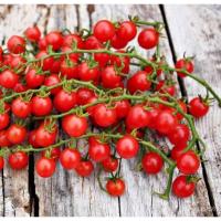 ราคา เมล็ด ใหม่็ด ใหม่เพาะเทศเชอร์รี่ เรด เคอแรนท์ (Red Currant Cherry Tomato Seed) บรรจุ 30 ใหม่็ด ของแท้ คุณ (23240059204)