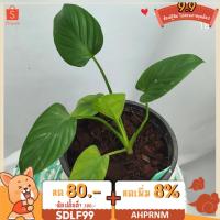 ราคา เสน่ห์จันทร์เขียว ก้านเขียว (11846835445)