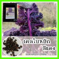 ราคา พร้อมส่ง ❗ รหัส 145 เมล็ดพันธุ์แท้ OP แท้ เคลใบหยิกสีแดง - Scarlet Curly Kale เมล็ดผักเคล คะน้าเคล เมล็ดเคล (7793958386)