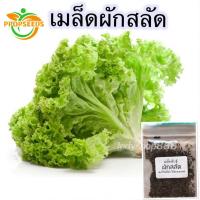 ราคา เมล็ดพันธุ์ ผักสลัด ผักกาดหอม ผักสวนครัว 600 เมล็ด มีคู่มือปลูก-PPOP SEEDS (55503812943)