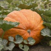 ราคา 10 เมล็ด ฟักทองยักษ์ พันธุ์ แอตแลนติก ให้ได้ผลใหญ่ยักษ์ Atlantic Giant Pumpkin (44473792123)