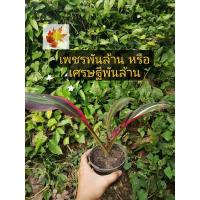 ราคา เพชร​พัน​ล้าน​ ต้นหมาก​ผู้​หมาก​เมีย​(เพชร​พัน​ล้าน​)​ ต้นหมาก​ผู้​หมาก​เมีย​ เพชร​พัน​ล้าน​ ต้นสวย​ ต้นไม้​มงคล​ (14202460962)