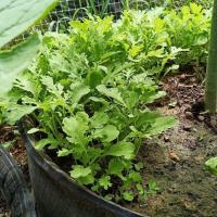 ราคา 500 เมล็ด ผักกาดเขียว ผักกาดหิ่น ผักกาดเขียวปลี ผักกาดสร้อย สายพันธุ์ ผักกาดเขียวน้อย (42923679435)