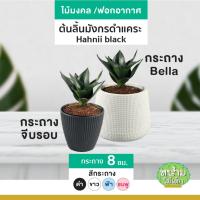 ราคา ต้นลิ้นมังกรดำแคระ ฟอกอากาศ ต้นไม้มงคล ตกแต่งบ้านและสวน (17399025760)