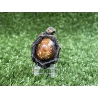 ราคา เบี้ยแก้หลวงพ่อพัฒน์วัดห้วยด้วนจังหวัดนครสวรรค์ (9367871990)