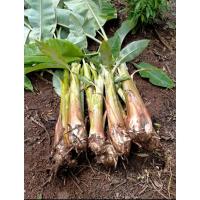 ราคา หน่อกล้วยน้ำว้ามะลิอ่องแท้ 100% 3หน่อ100บาท (29336160545)