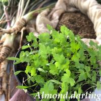 ราคา ฟรี 100 เมล็ดพันธุ์โสม เมล็ดโสมตังกุย ปลูกง่าย ดูแลง่าย (11137832004)