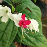 ราคา มังกรคาบแก้ว ขนาดถุง 5×7 (4901536459)