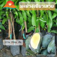 ราคา ผลิตภัณฑ์ใหม่ เมล็ดพันธุ์ จุดประเทศไทย ❤ต้นมะม่วงเขียวเสวย มะม่วงเขียวเสวย มะม่วง หวาน มัน กรอป ผลไม้ ไม้มงคล ไ /ดอก HZM (15595415758)