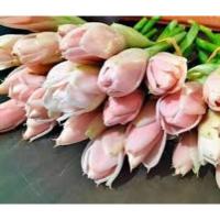 ราคา ดอกไม้คันตันสด9ชิ้น* (51956775712)