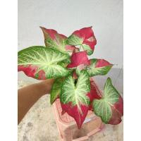 ราคา บอนสีชายชลต้นแม่กลัดป้ายสวยมาก #ชายชล #บอนสี (14788857704)