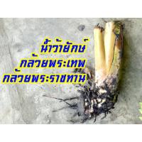 ราคา หน่อกล้วยน้ำว้ายักษ์ กล้วยน้ำว้าพระเทพ กล้วยน้ำว้าพระราชทาน หน่อกล้วย ที่สวนปลูกเยอะมาก เพราะใช้ในการแปรรูปเพราะดกมาก (10336578182)