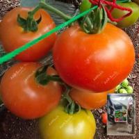 ราคา เมล็ดพันธุ์มะเขือเทศเนื้ออิตาลี​ บรรจุ​ 15​ เมล็ดผลใหญ่เนื้อแน่น (10094822355)