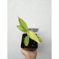 ราคา กล้วยปาปัวด่าง กล้วยด่างฟอร์มสวย กล้วยปาปัว เพาะเมล็ด (8477793308)
