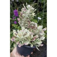 ราคา ต้นพญานาคราชด่าง ไม้ด่าง ไม้มงคล (10513897953)