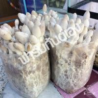 ราคา ก้อนเห็ดโคนน้อย ชุดล่ะ 10 ก้อน 85 บาท (2070908705)