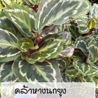 ราคา คล้าหางนกยูงเขียว ไม้ประดับ (7152203610)