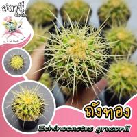 ราคา ถังทอง Echinocactus grusonii กระบองเพชร ไม้อวบน้ำ succulent แคคตัส cactus (23742160251)