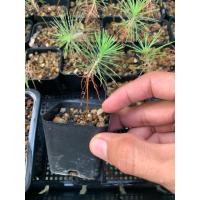 ราคา สนดำญี่ปุ่นเพาะเมล็ด Koromutsu black pine (29221190704)