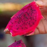 ราคา กิ่งพันธุ์แก้วมังกรสีแดง (18627132359)