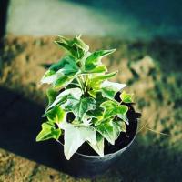 ราคา ไอวี่ ivy ไม้ฟอกอากาศ ไม้เลื้อย ดูดสารพิษในอา (5431932836)