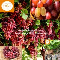 ราคา ต้นองุ่นคิมสันองุ่นเสียบยอดต้นสูงประมาณ 50 ถึง 60 เซนติเมตร_nhocrimsonkhonghat (25476398217)