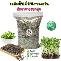 ราคา เมล็ดต้นอ่อนทานตะวันลายไทย 1 กก. อัตราการงอกสูง (12020717059)