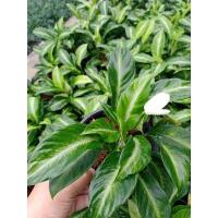 ราคา เดหลีกวักเงิน(Spathiphyllum ssp.)เดหลีแคระมาในขนาดกระถาง8นิ้ว (12319974570)