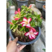 ราคา ชวนชม เขาแกะ กระถาง8นิ้ว ส่งทั้งกระถาง (42568684663)