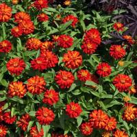 ราคา 100 เมล็ด ดอกบานชื่น บานชื่นหนู บานชื่นฝรั่ง กระดุม ดอกเล็ก Zinnia Seeds สายพันธุ์กระดุม สีส้ม (42423791171)