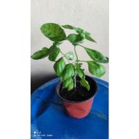 ราคา Organic Italian Basil ต้นโหระพาอิตาลีกระถางแก้วน้ำ/กระถาง4นิ้ว (17380892976)