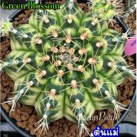 ราคา ❤️❤️มีส่งด่วน❤️❤️ยิมโน โคลน Green Blossom/Cactus /Gymno/Gymnocalycium/แคคตัส/ยิมโนด่าง/ไม้ชำหน่อ​ (42001667464)