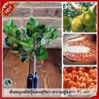 ราคา ผลิตภัณฑ์ใหม่ เมล็ดพันธุ์ 20221 ต้น ขนุนพันธึ์แดงสุริยา ขนุนแดงสุริยา แดงสุริยา (ทาบกิ่ง) เนื้อสีจำปา หรือสีส้ม /ผักบุ้ง (19068384404)