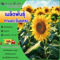 ราคา 30 เมล็ด เมล็ดพันธุ์ทานตะวันแคระ เมล็ดทานตะวันแคระ ทานตะวัน Sunflower Seed งอกง่าย โตไวสีสวย (27287740655)