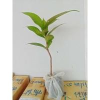 ราคา ชมพู่มะเหมี่ยวเพาะเมล็ด (6086439820)