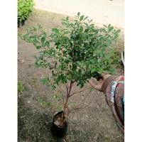 ราคา ต้นหูกระจงหรือต้นแผ่บารมี (43107103787)