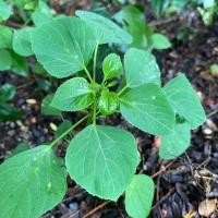 ราคา ต้นตำแยแมว กัญชาแมว (ชุด 20 ต้น) ถอนสด ห่อกระดาษส่งอย่างดี (22777814218)