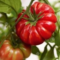 ราคา เมล็ดพันธุ์มะเขือเทศคอสโตลูโต Costoluto toluto seed บรรจุ 30 เมล็ด (21974745664)