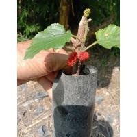 ราคา ต้นหม่อนเบอรี่ปักชำขายเป็นชุด 10 ถุง 150 บาท (22758217500)