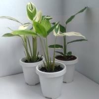 ราคา ต้นมันสาคูด่าง ไม้ด่าง ราคาถูก ไซส์ 5 นิ้ว (8385649049)