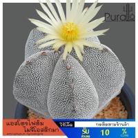 ราคา ต้นกระบองเพชร แอสโตรไฟตัม ไมริโอสติกมา Astrophytum myriostigma #Astrophytum #cactus (4633092368)