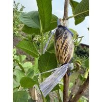 ราคา กิ่งฝรั่งกิมจูดำเนินสะดวก (52755062467)