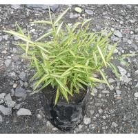 ราคา ต้นไผ่เงิน ต้นไผ่แมว ต้นหญ้าแมว ถุงดำ 6 นิ้ว (28413414695)