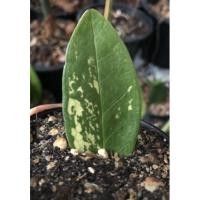 ราคา กวักมรกตด่างชำใบด่างน้อย (11313473689)