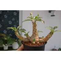 ราคา ต้นมะพร้าวทะเลทราย Dorstenia horwoodii (11395577818)