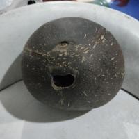 ราคา กะลาตาเดียว กะลามะพร้าว กะลาขัดเงา ตาเดียว 14.5 นิ้ว (24536641643)